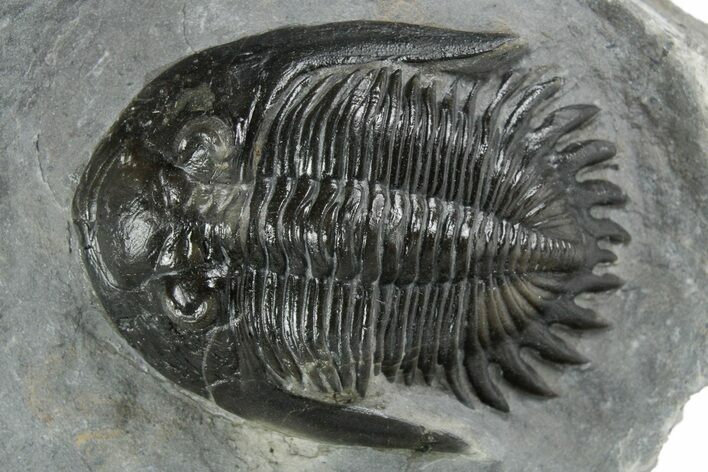 Uncommon Mrakibina Trilobite - Mrakib, Morocco #353037